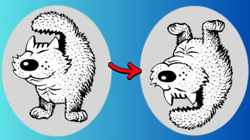 find hidden dog solution