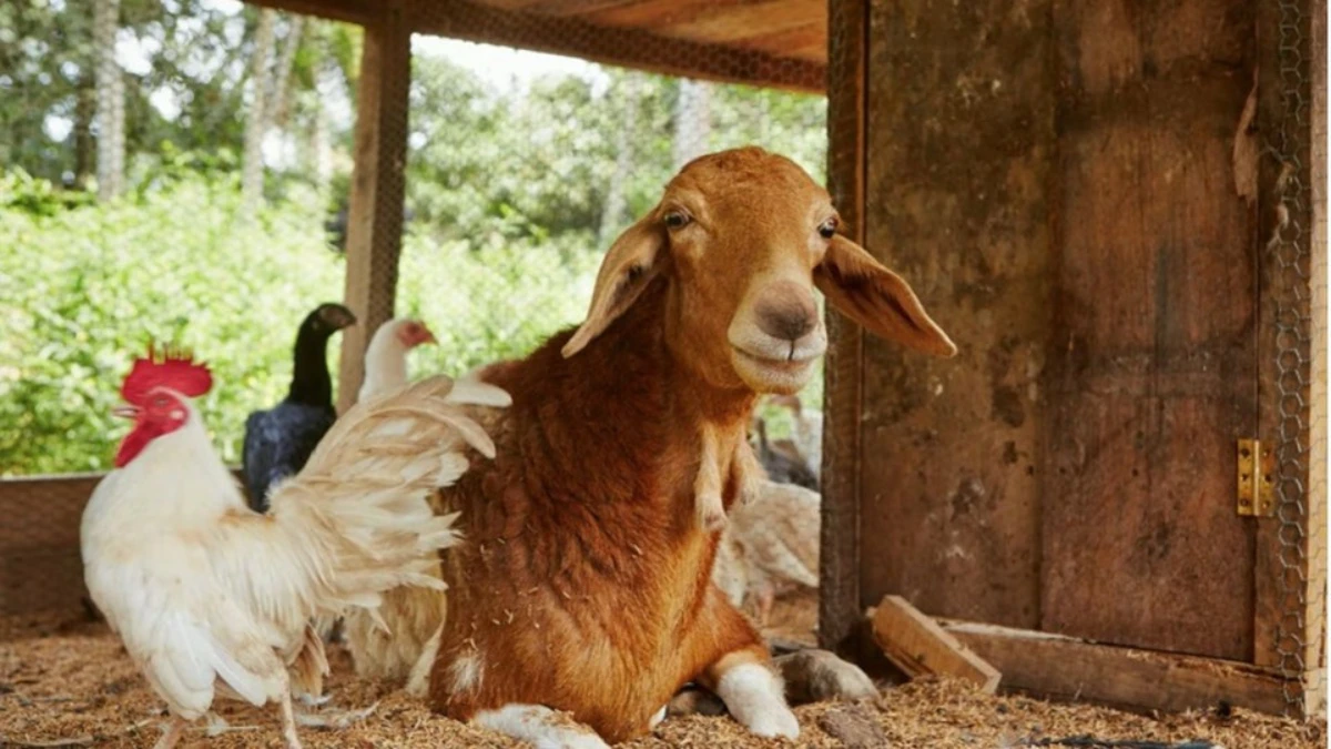 optical illusion find the cocout